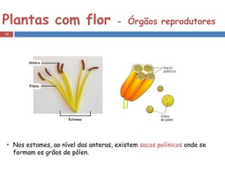 Plantas com flor  -   Órgãos reprodutores Nos estames, ao nível das anteras, existem  sacos polínicos  onde se formam os grãos de pólen.  