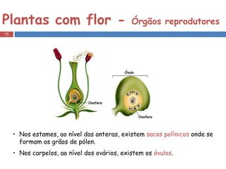 Plantas com flor -  Órgãos reprodutores Nos estames, ao nível das anteras, existem  sacos polínicos  onde se formam os grãos de pólen.  Nos carpelos, ao nível dos ovários, existem os  óvulos . 