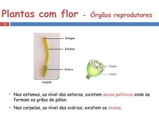 Plantas com flor  -   Órgãos reprodutores Nos estames, ao nível das anteras, existem  sacos polínicos  onde se formam os grãos de pólen.  Nos carpelos, ao nível dos ovários, existem os  óvulos . 