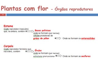 Plantas com flor  - Órgãos reprodutores 