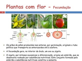 Plantas com flor -  Fecundação Os grãos de pólen produzidos nas anteras, por germinação, originam o tubo polínico que transporta os anterozoides até à oosfera. A fecundação gera, no interior do óvulo, um ovo ou zigoto. O zigoto, por mitoses sucessivas e diferenciação, origina um embrião, que se desenvolve rodeado por substâncias nutritivas. Este conjunto formado pelo embrião e substâncias nutritivas constitui a semente. 