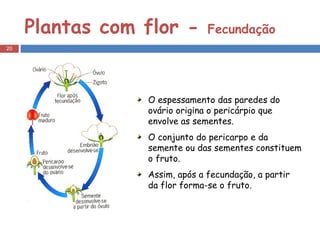 Plantas com flor -  Fecundação O espessamento das paredes do ovário origina o pericárpio que envolve as sementes.  O conjunto do pericarpo e da semente ou das sementes constituem o fruto.  Assim, após a fecundação, a partir da flor forma-se o fruto. 
