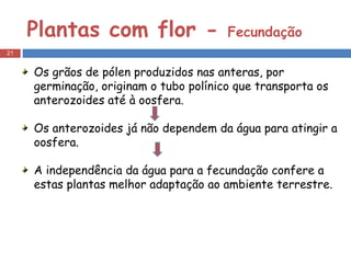 Plantas com flor -  Fecundação Os grãos de pólen produzidos nas anteras, por germinação, originam o tubo polínico que transporta os anterozoides até à oosfera. Os anterozoides já não dependem da água para atingir a oosfera.  A independência da água para a fecundação confere a estas plantas melhor adaptação ao ambiente terrestre. 
