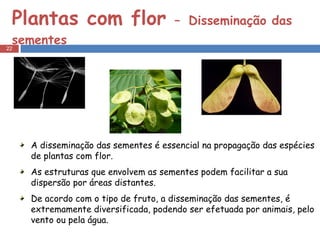 Plantas com flor  –   Disseminação das sementes A disseminação das sementes é essencial na propagação das espécies de plantas com flor. As estruturas que envolvem as sementes podem facilitar a sua dispersão por áreas distantes.  De acordo com o tipo de fruto, a disseminação das sementes, é extremamente diversificada, podendo ser efetuada por animais, pelo vento ou pela água. 
