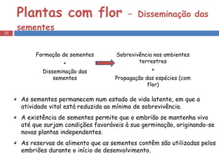 Plantas com flor  –   Disseminação das sementes As sementes permanecem num estado de vida latente, em que a atividade vital está reduzida ao mínimo de sobrevivência. A existência de sementes permite que o embrião se mantenha vivo até que surjam condições favoráveis à sua germinação, originando-se novas plantas independentes. As reservas de alimento que as sementes contêm são utilizadas pelos embriões durante o início de desenvolvimento. Formação de sementes + Disseminação das sementes Sobrevivência nos ambientes terrestres + Propagação das espécies (com flor) 