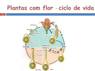 Plantas com flor  –  ciclo de vida 
