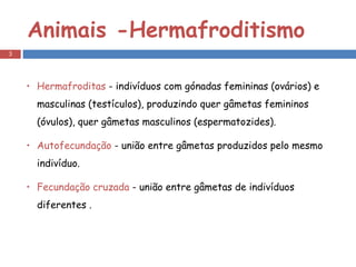 Animais -Hermafroditismo  Hermafroditas  - indivíduos com gónadas femininas (ovários) e masculinas (testículos), produzindo quer gâmetas femininos (óvulos), quer gâmetas masculinos (espermatozides). Autofecundação  - união entre gâmetas produzidos pelo mesmo indivíduo.  Fecundação cruzada  - união entre gâmetas de indivíduos diferentes . 