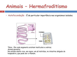 Animais – Hermafroditismo Autofecundação -  É de particular importância nos organismos isolados. Ténia - Em cada segmento existem testículos e ovários. Animal parasita.  No estado adulto vive, em regra, um só indivíduo, no intestino delgado do hospedeiro, que pode ser o Homem.  