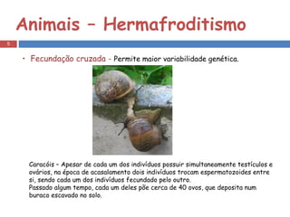 Animais – Hermafroditismo  Fecundação cruzada -  Permite maior variabilidade genética. Caracóis – Apesar de cada um dos indivíduos possuir simultaneamente testículos e ovários, na época de acasalamento dois indivíduos trocam espermatozoides entre si, sendo cada um dos indivíduos fecundado pelo outro.  Passado algum tempo, cada um deles põe cerca de 40 ovos, que deposita num buraco escavado no solo. 