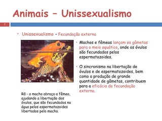 Animais – Unissexualismo Unissexualismo   –  Fecundação externa Machos e fêmeas  lançam os gâmetas para o meio aquático , onde os óvulos são fecundados pelos espermatozoides. O sincronismo na libertação de óvulos e de espermatozoides, bem como a produção de grande quantidade de gâmetas, contribuem para a  eficácia da fecundação externa.    Rã - o macho abraça a fêmea, ajudando a libertação dos óvulos, que são fecundados na água pelos espermatozoides libertados pelo macho. 