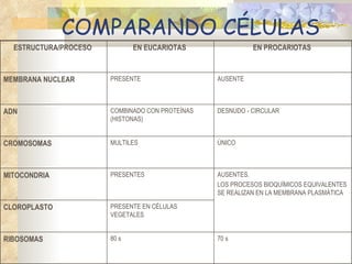 8. Estructura De La CéLula 2009