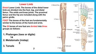 Lower Limb
Distal Lower Limb. The bones of the distal lower
limb are divided into the foot, leg, and distal
femur. The ankle and knee joints. The proximal
femur and the hip are included along with the
pelvic girdle.
FOOT The bones of the foot are fundamentally
similar to the bones of the hand and wrist,
The 26 bones of one foot are divided into three
groups as follows:
1. Phalanges (toes or digits)
14
2. Metatarsals (instep)
5
3. Tarsals
7
 