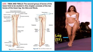 Leg
(TF)
LEG - TIBIA AND FIBULA The second group of bones of the
lower limb to be studied in this chapter consists of the two
bones of the lower leg: the tibia and fibula.
 