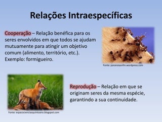 Relações Intraespecíficas
Cooperação – Relação benéfica para os
seres envolvidos em que todos se ajudam
mutuamente para atingir um objetivo
comum (alimento, território, etc.).
Exemplo: formigueiro.
                                                             Fonte: paranoiasnfm.wordpress.com




                                               Reprodução – Relação em que se
                                               originam seres da mesma espécie,
                                               garantindo a sua continuidade.

 Fonte: espacocienciasquintoano.blogspot.com
 