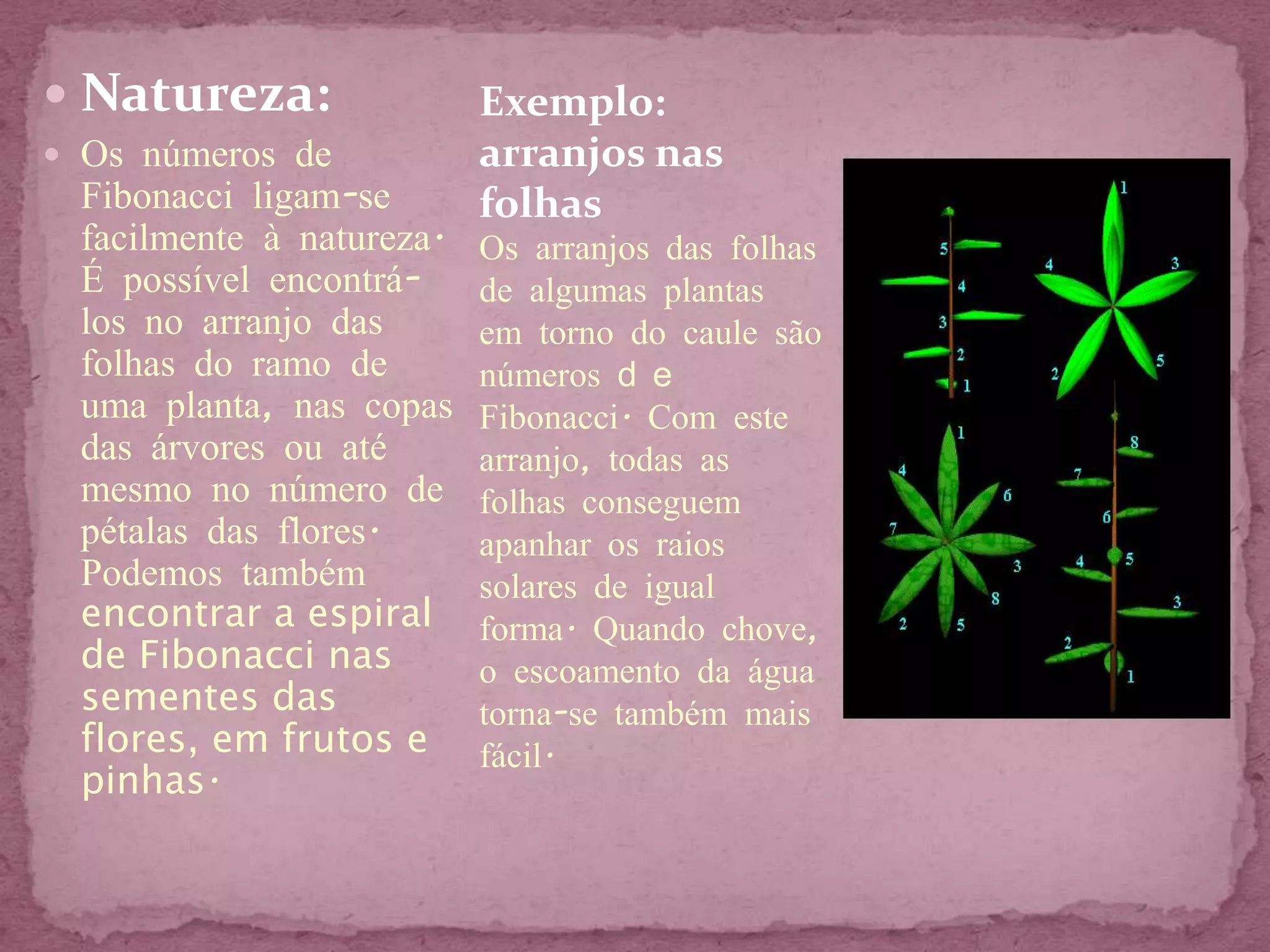  Natureza:               Exemplo:
 Os números de           arranjos nas
 Fibonacci ligam-se       folhas
 facilmente à natureza.   Os arranjos das folhas
 É possível encontrá-     de algumas plantas
 los no arranjo das       em torno do caule são
 folhas do ramo de        números d e
 uma planta, nas copas    Fibonacci. Com este
 das árvores ou até       arranjo, todas as
 mesmo no número de       folhas conseguem
 pétalas das flores.      apanhar os raios
 Podemos também           solares de igual
 encontrar a espiral      forma. Quando chove,
 de Fibonacci nas         o escoamento da água
 sementes das             torna-se também mais
 flores, em frutos e      fácil.
 pinhas.
 