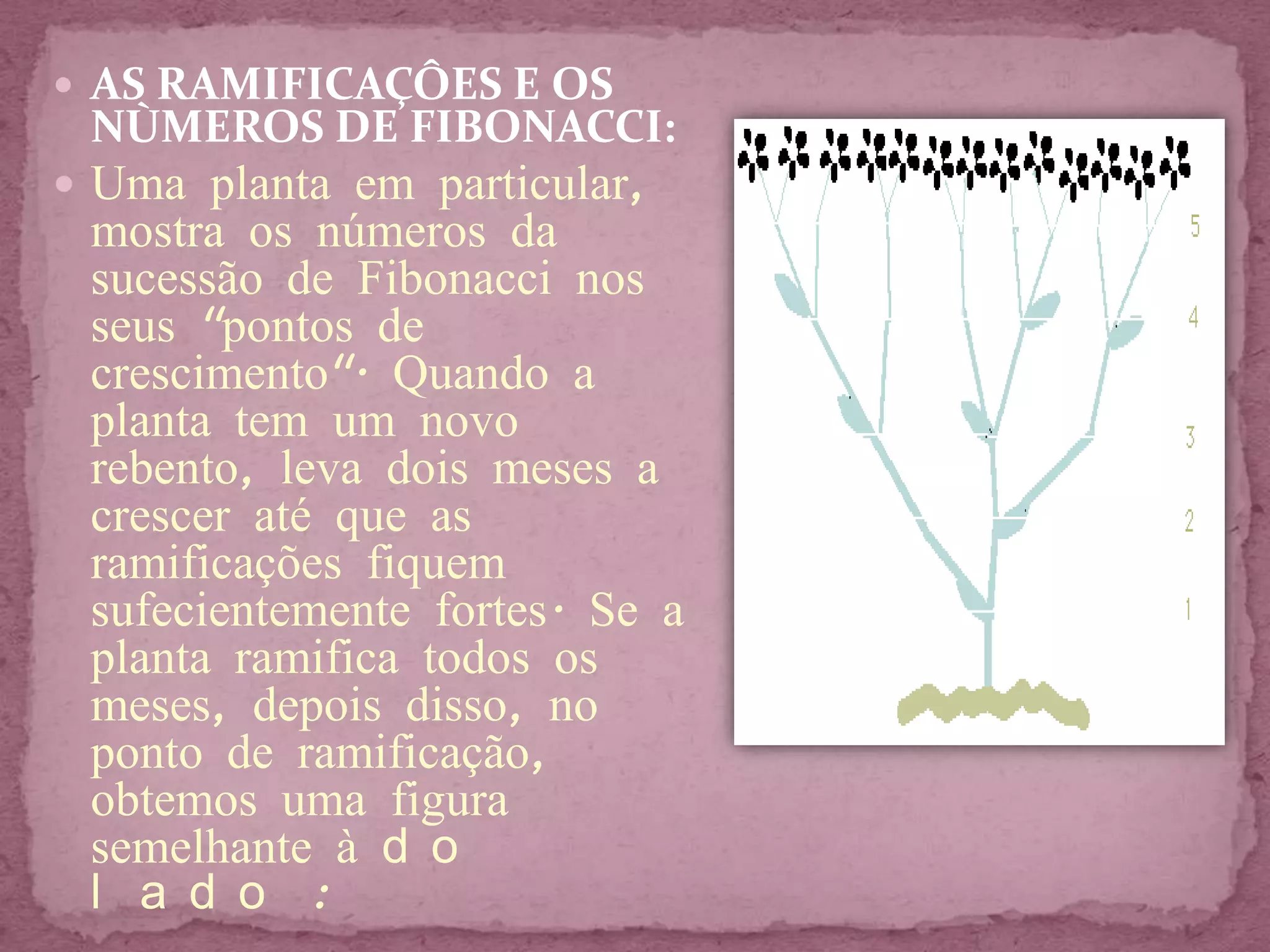  AS RAMIFICAÇÔES E OS
 NÙMEROS DE FIBONACCI:
 Uma planta em particular,
 mostra os números da
 sucessão de Fibonacci nos
 seus "pontos de
 crescimento". Quando a
 planta tem um novo
 rebento, leva dois meses a
 crescer até que as
 ramificações fiquem
 sufecientemente fortes. Se a
 planta ramifica todos os
 meses, depois disso, no
 ponto de ramificação,
 obtemos uma figura
 semelhante à d o
 l a d o :
 