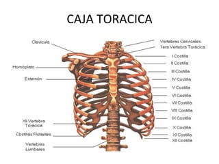 CAJA
TORACICA