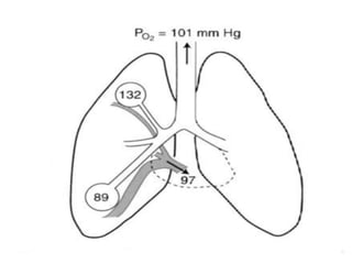 fisiologia del sistema respiratorio 2