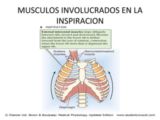 MUSCULOS
INVOLUCRADOS
EN
LA
INSPIRACION