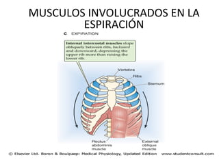 MUSCULOS
INVOLUCRADOS
EN
LA
ESPIRACIÓN
