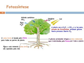 10
Fotossíntese
 