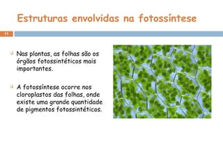 11
Estruturas envolvidas na fotossíntese
 Nas plantas, as folhas são os
órgãos fotossintéticos mais
importantes.
 A fotossíntese ocorre nos
cloroplastos das folhas, onde
existe uma grande quantidade
de pigmentos fotossintéticos.
 