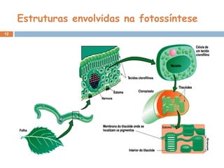 12
Estruturas envolvidas na fotossíntese
 