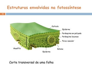 13
Estruturas envolvidas na fotossíntese
Corte transversal de uma folha
 