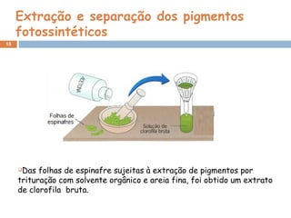 15
Extração e separação dos pigmentos
fotossintéticos
Das folhas de espinafre sujeitas à extração de pigmentos por
trituração com solvente orgânico e areia fina, foi obtido um extrato
de clorofila bruta.
 