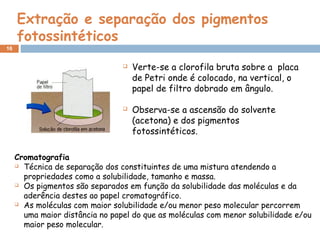 16
Cromatografia
 Técnica de separação dos constituintes de uma mistura atendendo a
propriedades como a solubilidade, tamanho e massa.
 Os pigmentos são separados em função da solubilidade das moléculas e da
aderência destes ao papel cromatográfico.
 As moléculas com maior solubilidade e/ou menor peso molecular percorrem
uma maior distância no papel do que as moléculas com menor solubilidade e/ou
maior peso molecular.
 Verte-se a clorofila bruta sobre a  placa
de Petri onde é colocado, na vertical, o
papel de filtro dobrado em ângulo.
 Observa-se a ascensão do solvente
(acetona) e dos pigmentos
fotossintéticos.
Extração e separação dos pigmentos
fotossintéticos
 