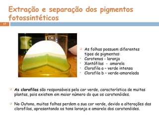 17
 As folhas possuem diferentes
tipos de pigmentos:
 Carotenos - laranja
 Xantófilas - amarela
 Clorofila a – verde intensa
 Clorofila b – verde-amarelada
Extração e separação dos pigmentos
fotossintéticos
 As clorofilas são responsáveis pela cor verde, característica de muitas
plantas, pois existem em maior número do que os carotenóides.
 No Outono, muitas folhas perdem a sua cor verde, devido a alterações das
clorofilas, apresentando os tons laranja e amarelo dos carotenóides.
 