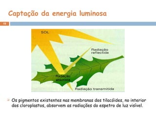 19
Captação da energia luminosa
 Os pigmentos existentes nas membranas dos tilacóides, no interior
dos cloroplastos, absorvem as radiações do espetro de luz visível.
 