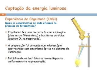 21
Captação da energia luminosa
Experiência de Engelmann (1883)
Quais os comprimentos de onda eficazes no
processo de fotossíntese?
 Engelmann fez uma preparação com espirogira
(alga verde filamentosa) e bactérias aeróbias
(gastam O2 na respiração).
 A preparação foi colocada num microscópio
apetrechado com um prisma óptico no sistema de
iluminação.
 Inicialmente as bactérias estavam dispersas
uniformemente na preparação.
 