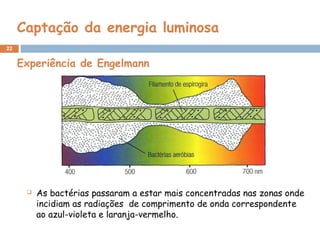 22
Captação da energia luminosa
 As bactérias passaram a estar mais concentradas nas zonas onde
incidiam as radiações de comprimento de onda correspondente
ao azul-violeta e laranja-vermelho.
Experiência de Engelmann
 