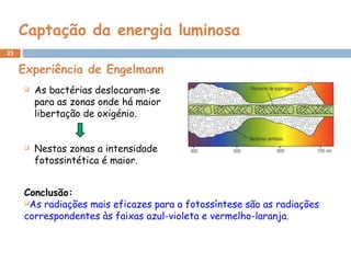 23
Captação da energia luminosa
Conclusão:
As radiações mais eficazes para a fotossíntese são as radiações
correspondentes às faixas azul-violeta e vermelho-laranja.
 As bactérias deslocaram-se
para as zonas onde há maior
libertação de oxigénio.
 Nestas zonas a intensidade
fotossintética é maior.
Experiência de Engelmann
 