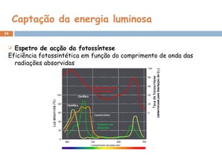 24
Captação da energia luminosa
 Espetro de acção da fotossíntese
Eficiência fotossintética em função do comprimento de onda das
radiações absorvidas
 