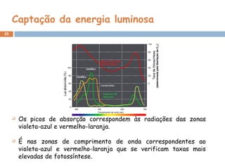 25
Captação da energia luminosa
 Os picos de absorção correspondem às radiações das zonas
violeta-azul e vermelho-laranja.
 É nas zonas de comprimento de onda correspondentes ao
violeta-azul e vermelho-laranja que se verificam taxas mais
elevadas de fotossíntese.
 