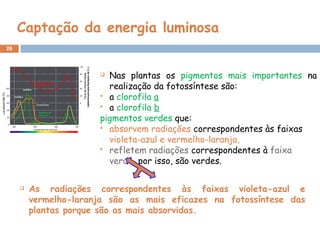 26
Captação da energia luminosa
 As radiações correspondentes às faixas violeta-azul e
vermelho-laranja são as mais eficazes na fotossíntese das
plantas porque são as mais absorvidas.
 Nas plantas os pigmentos mais importantes na
realização da fotossíntese são:
 a clorofila a
 a clorofila b
pigmentos verdes que:
 absorvem radiações correspondentes às faixas
violeta-azul e vermelho-laranja,
 refletem radiações correspondentes à faixa
verde, por isso, são verdes.
 