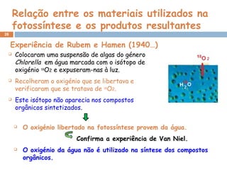 28
Relação entre os materiais utilizados na
fotossíntese e os produtos resultantes
Experiência de Rubem e Hamen (1940…)
 O oxigénio libertado na fotossíntese provem da água.
Confirma a experiência de Van Niel.
 O oxigénio da água não é utilizado na síntese dos compostos
orgânicos.
 Colocaram uma suspensão de algas do género
Chlorella em água marcada com o isótopo de
oxigénio 18
O2 e expuseram-nas à luz.
 Recolheram o oxigénio que se libertava e
verificaram que se tratava de 18
O2.
 Este isótopo não aparecia nos compostos
orgânicos sintetizados.
 