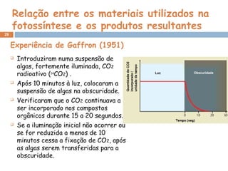 29
Relação entre os materiais utilizados na
fotossíntese e os produtos resultantes
Experiência de Gaffron (1951)
 Introduziram numa suspensão de
algas, fortemente iluminada, CO2
radioativo (14
CO2) .
 Após 10 minutos à luz, colocaram a
suspensão de algas na obscuridade.
 Verificaram que o CO2 continuava a
ser incorporado nos compostos
orgânicos durante 15 a 20 segundos.
 Se a iluminação inicial não ocorrer ou
se for reduzida a menos de 10
minutos cessa a fixação de CO2, após
as algas serem transferidas para a
obscuridade.
 