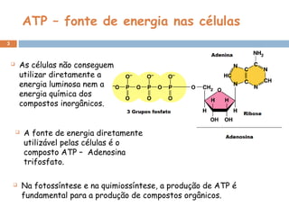 ATP – fonte de energia nas células
3
 Na fotossíntese e na quimiossíntese, a produção de ATP é
fundamental para a produção de compostos orgânicos.
 As células não conseguem
utilizar diretamente a
energia luminosa nem a
energia química dos
compostos inorgânicos.
 A fonte de energia diretamente
utilizável pelas células é o
composto ATP – Adenosina
trifosfato.
 