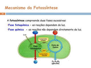 33
Mecanismo da Fotossíntese
A fotossíntese compreende duas fases sucessivas:
Fase fotoquímica – as reações dependem da luz.
Fase química - as reações não dependem diretamente da luz.
 