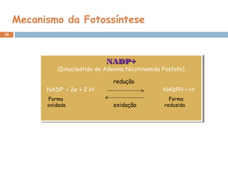35
Mecanismo da Fotossíntese
NADP+NADP+
(Dinucleótido de Adenina Nicotinamida Fosfato)
NADP+
+ 2e-
+ 2 H+
NADPH + H+
NADP+NADP+
(Dinucleótido de Adenina Nicotinamida Fosfato)
NADP+
+ 2e-
+ 2 H+
NADPH + H+
redução
oxidação
Forma
oxidada
Forma
reduzida
 
