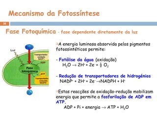 36
Mecanismo da Fotossíntese
A energia luminosa absorvida pelos pigmentos
fotossintéticos permite:
- Fotólise da água (oxidação)
H2O → 2H+
+ 2e-
+ ½ O2
 
- Redução de transportadores de hidrogénios
NADP+
+ 2H+
+ 2e-
→NADPH + H+
 
Estas reacções de oxidação-redução mobilizam
energia que permite a fosforilação de ADP em
ATP.
ADP + Pi + energia → ATP + H2O
Fase Fotoquímica - fase dependente diretamente da luz
 