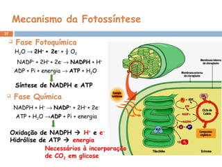 37
Mecanismo da Fotossíntese
NADP+
+ 2H+
+ 2e-
→ NADPH + H+
H2O → 2H+
+ 2e-
+ ½ O2
ADP + Pi + energia → ATP + H2O
 Fase Fotoquímica
Síntese de NADPH e ATP
 Fase Química
NADPH + H+
→ NADP+
+ 2H+
+ 2e-
ATP + H2O →ADP + Pi + energia
Oxidação de NADPH  H+
e e-
Hidrólise de ATP  energia
Necessários à incorporação
de CO2 em glicose
 