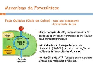 38
Mecanismo da Fotossíntese
Incorporação de CO2 por moléculas de 5
carbonos (pentoses), formando-se moléculas
de 3 carbonos (trioses).
A oxidação de transportadores de
hidrogénio (NADPH) permite a redução de
moléculas intermediárias do ciclo.
A hidrólise do ATP fornece energia para a
síntese das moléculas orgânicas.
Fase Química (Ciclo de Calvin) - fase não dependente
diretamente da luz
 