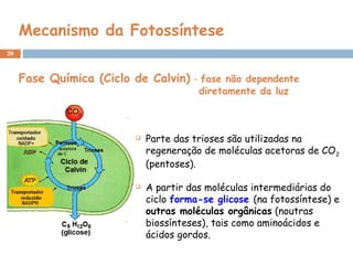 39
Mecanismo da Fotossíntese
 
 Parte das trioses são utilizadas na
regeneração de moléculas acetoras de CO2
(pentoses).
 A partir das moléculas intermediárias do
ciclo forma-se glicose (na fotossíntese) e
outras moléculas orgânicas (noutras
biossínteses), tais como aminoácidos e
ácidos gordos.
Fase Química (Ciclo de Calvin) - fase não dependente
diretamente da luz
 