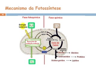 40
Mecanismo da Fotossíntese
 