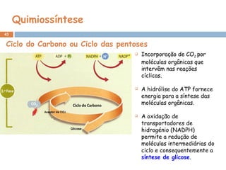 43
Quimiossíntese
 Incorporação de CO2 por
moléculas orgânicas que
intervêm nas reações
cíclicas.
 A hidrólise do ATP fornece
energia para a síntese das
moléculas orgânicas.
 A oxidação de
transportadores de
hidrogénio (NADPH)
permite a redução de
moléculas intermediárias do
ciclo e consequentemente a
síntese de glicose.
Ciclo do Carbono ou Ciclo das pentoses
 