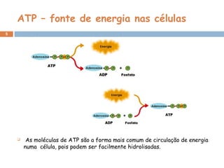 5
 As moléculas de ATP são a forma mais comum de circulação de energia
numa célula, pois podem ser facilmente hidrolisadas.
ATP – fonte de energia nas células
 